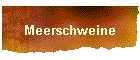 Meerschweine